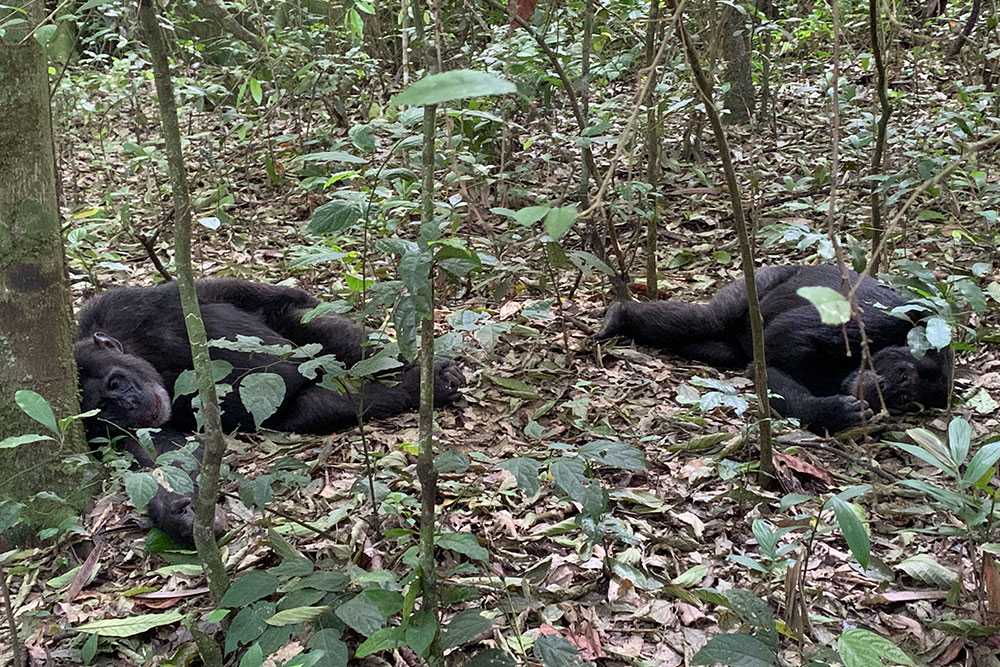 Uganda Schimpansen Tracking